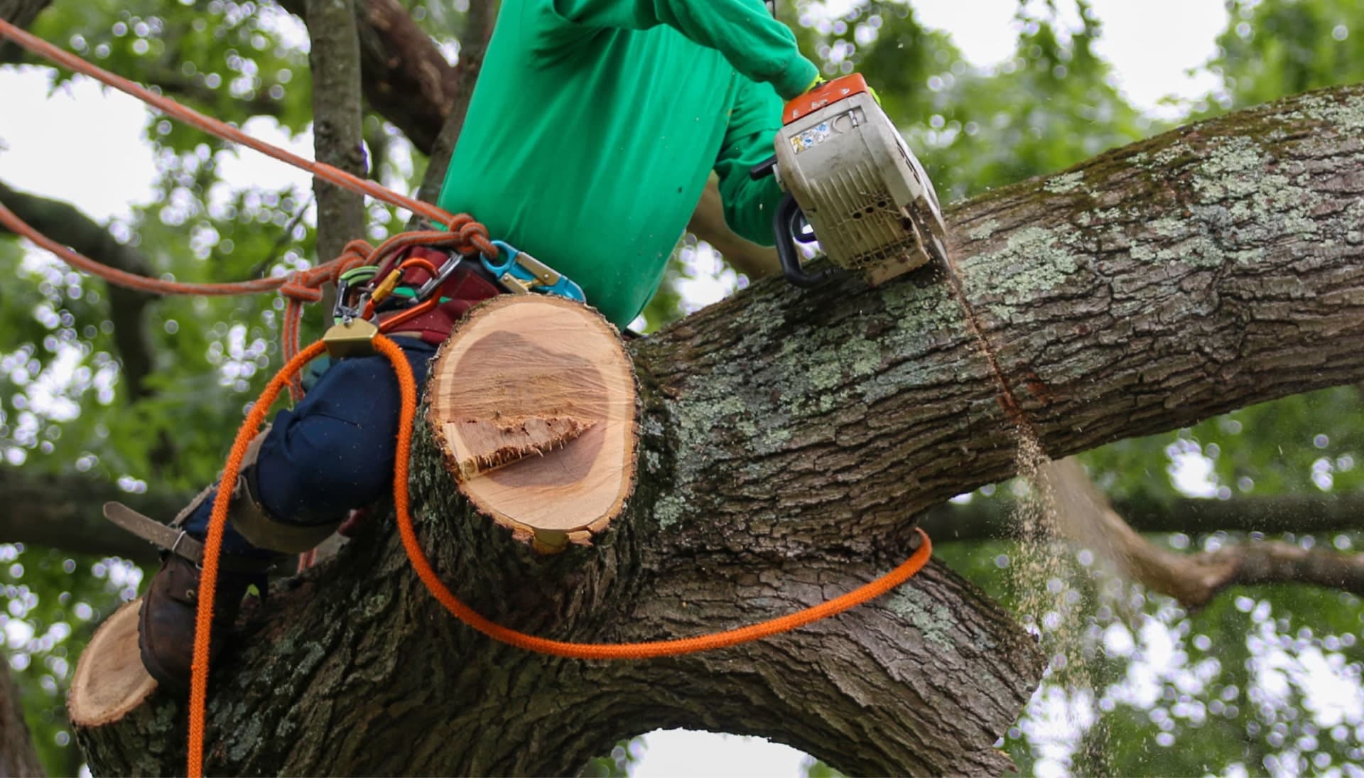 Shed your worries away with best tree removal in Greensboro