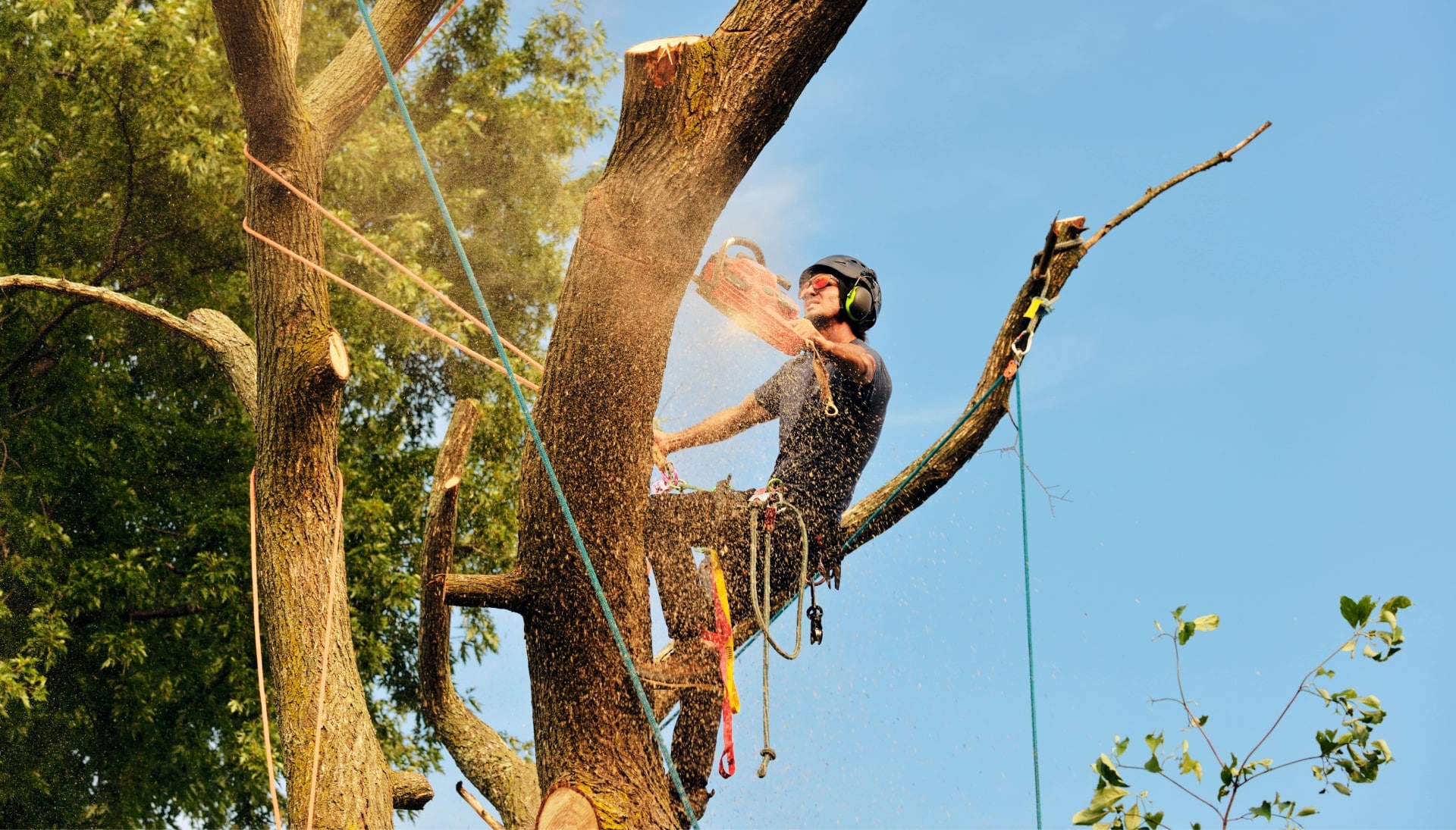 Get rid of tree problems with the expert tree removal contractors in Greensboro