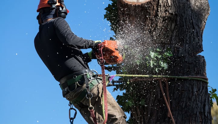 Professional Tree removal solutions in Greensboro